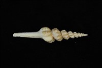 藏品(旋螺)的圖片